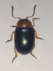 Gastrophysa polygoni