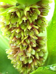 Eucomis montana