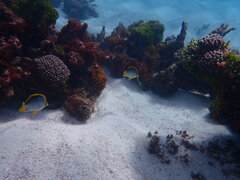 Chaetodon melannotus