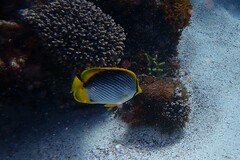 Chaetodon melannotus