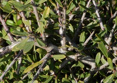 Rhamnus oleoides