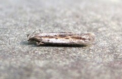 Scrobipalpula manierreorum