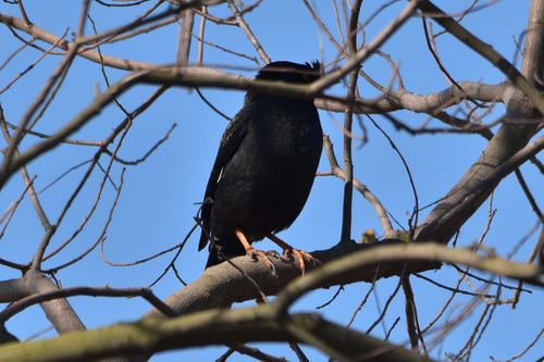 Crested Myna