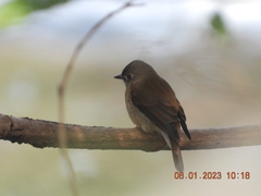 Muscicapa muttui