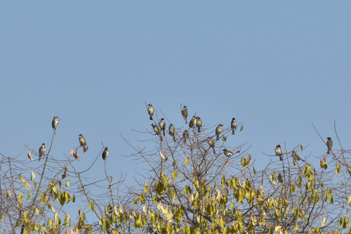 Light-vented Bulbul