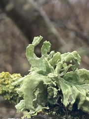 Ramalina fastigiata