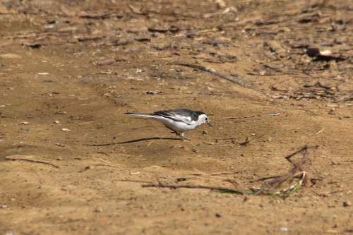 White Wagtail