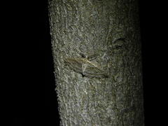 Didymoctenia exsuperata