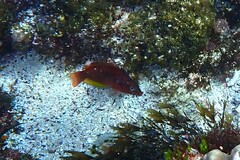 Pseudolabrus luculentus