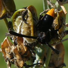 Synagris