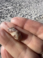 Lamarcka imbricata