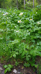 Ranunculus aconitifolius