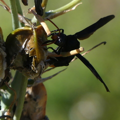 Synagris