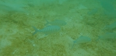 Ferdauia ferdau