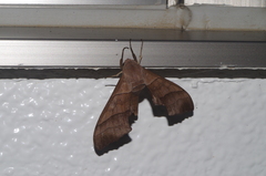 Polyptychus chinensis