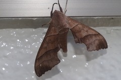 Polyptychus chinensis