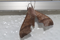 Polyptychus chinensis