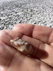 Lamarcka imbricata