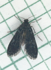 Elophila tinealis