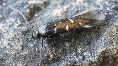 Pancalia schwarzella