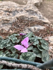 Cyclamen persicum