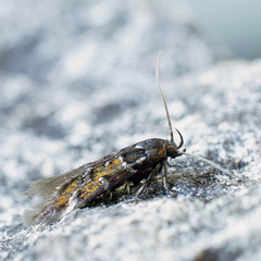 Pancalia schwarzella