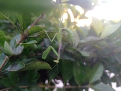 Stagmomantis limbata