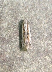 Scrobipalpula manierreorum