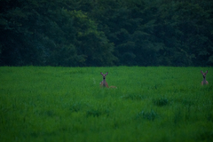 Cervus nippon yesoensis