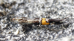 Cosmopterix sibirica