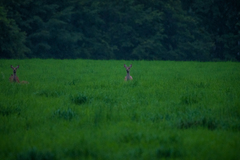 Cervus nippon yesoensis