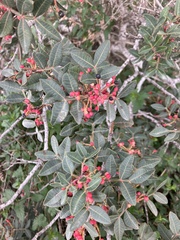 Pistacia lentiscus