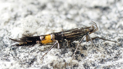 Cosmopterix sibirica