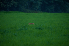 Cervus nippon yesoensis