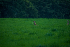 Cervus nippon yesoensis