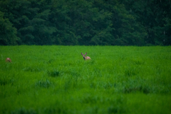 Cervus nippon yesoensis