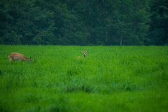 Cervus nippon yesoensis