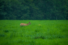 Cervus nippon yesoensis