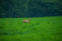 Cervus nippon yesoensis
