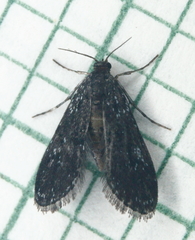 Elophila tinealis