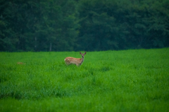 Cervus nippon yesoensis