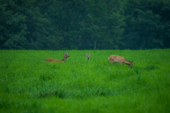 Cervus nippon yesoensis