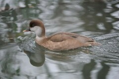 Netta rufina