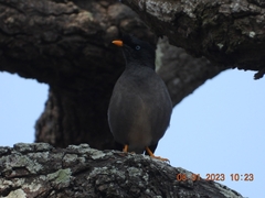 Acridotheres fuscus
