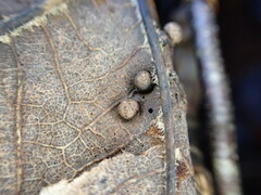 Pediaspis aceris