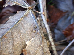 Pediaspis aceris