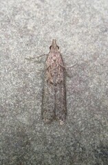 Dichomeris ligulella