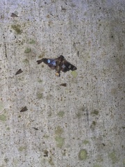 Desmia funeralis