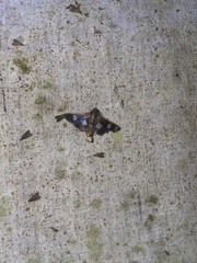Desmia funeralis