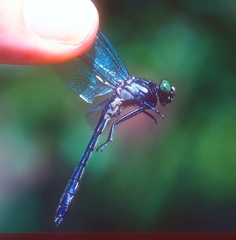 Hylogomphus adelphus